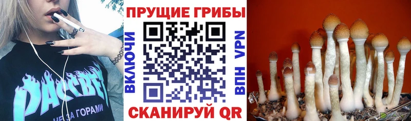 где купить наркоту Карталы Галлюциногенные грибы MAGIC MUSHROOMS